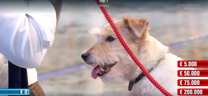 Affari tuoi: chi è Gennarino? Qual è il vero nome e di che razza è la nuova mascotte