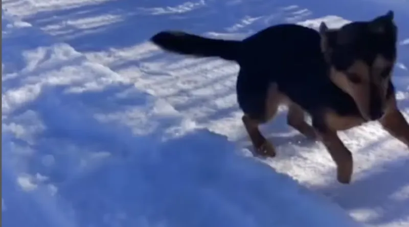 Torino, il cane Rocky ucciso senza pietà con un fucile da caccia: Vogliamo giustizia