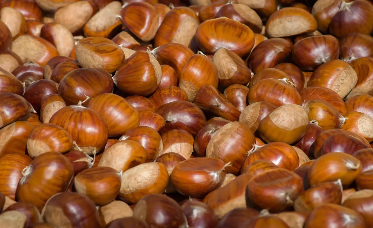 Castagne 2025: è l'anno record, prezzi in picchiata (fino a -17%), ecco dove e di quanto