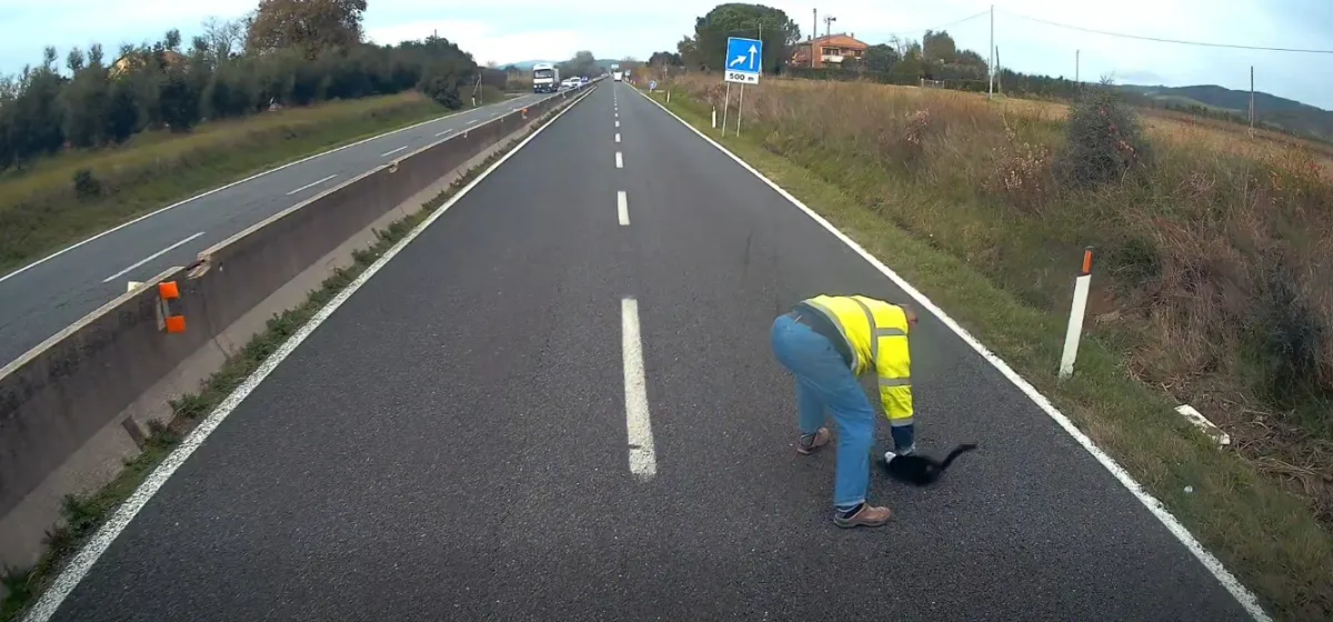 Ferma il camion sulla strada per salvare un gatto