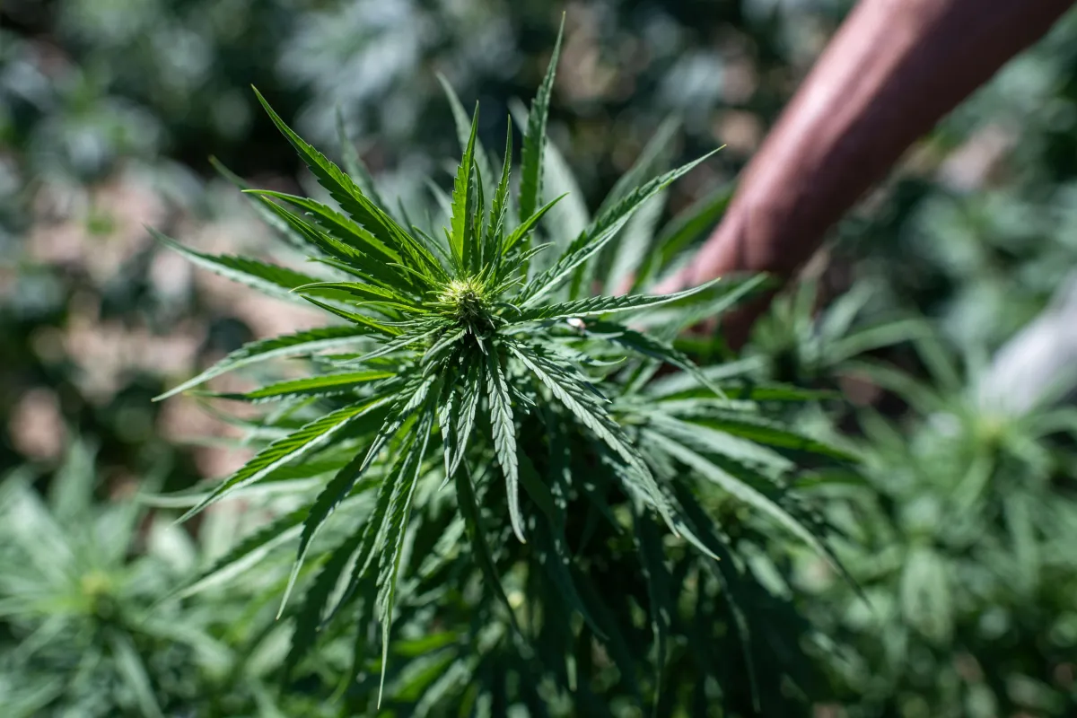 Cannabis light, la marcia indietro scatena il caos in FdI: cosa è successo davvero