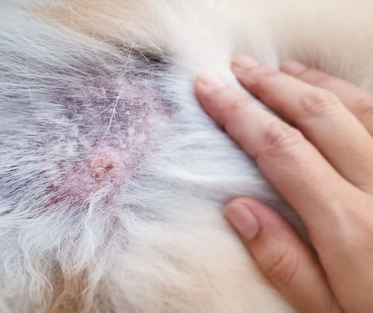 Dermatite nel cane: come riconoscerla, trattarla e distinguerla da altre patologie