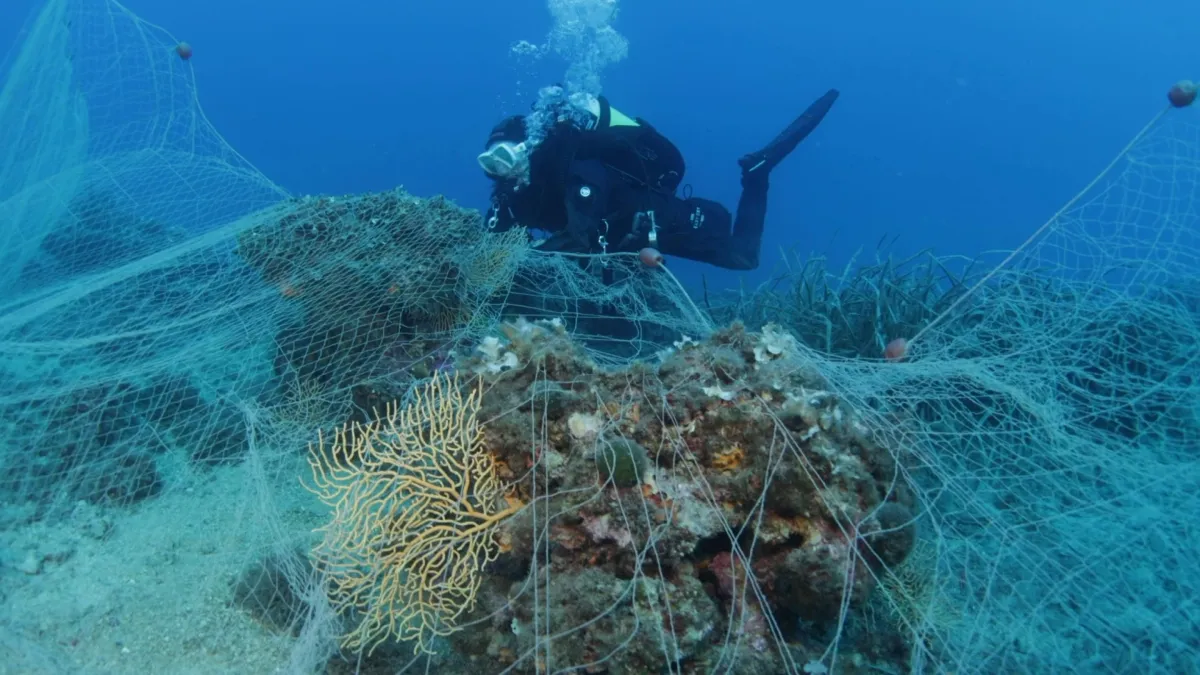 L’Ue accusa l’Italia di non proteggere delfini e tartarughe: rischio deferimento alla Corte