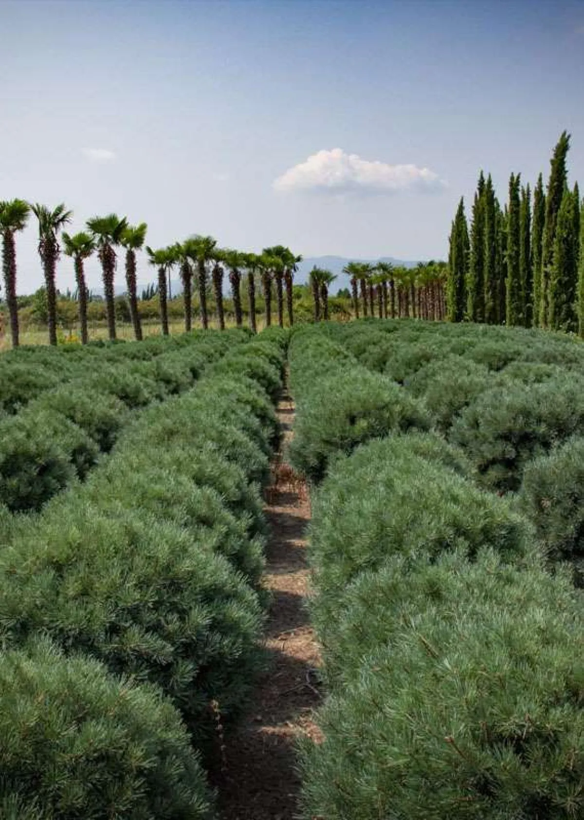Pistoia punta a diventare Capitale europea delle piante