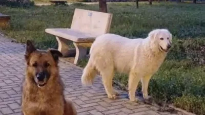 Due fatti di incredibile crudeltà contro gli animali