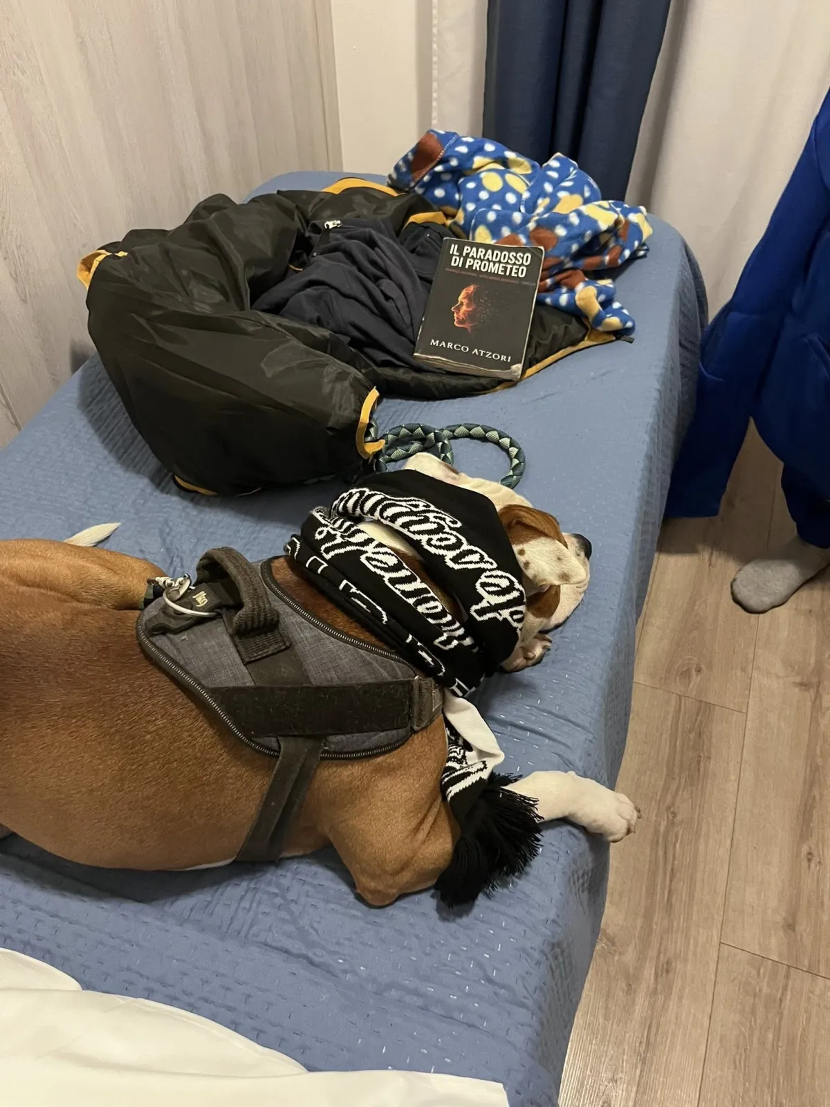 Diciottomila euro per dare una casetta a Beppe e Blanco