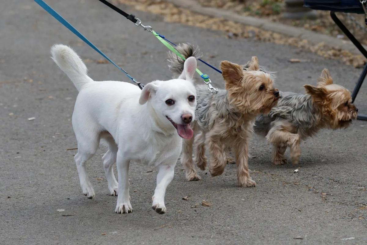 A Livorno obbligo di pulizia dopo la pipì dei cani