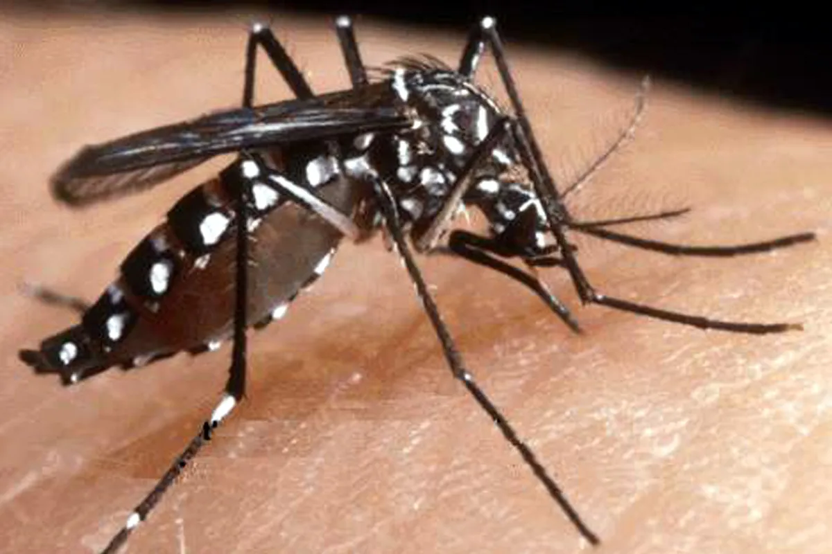 Chikungunya, cos'è e quali sono i sintomi? Un caso sospetto in Toscana: via alla disinfestazione 