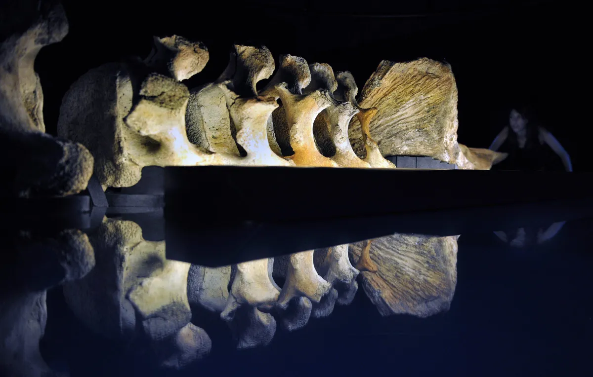 Il più grande cimitero di balene mai scoperto negli abissi australiani: la rivoluzione scientifica delle Whale Falls