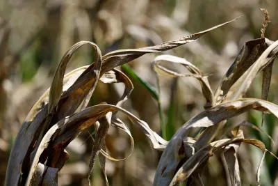 La crisi climatica è costata all'agricoltura 20 miliardi in quattro anni: la denuncia di Coldiretti
