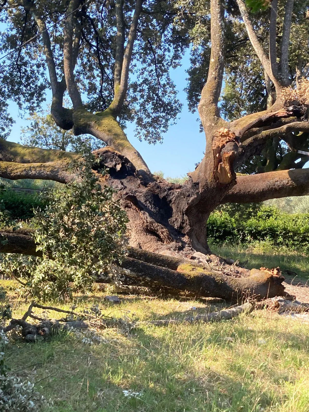 Danneggiato un leccio monumentale per cucinare wurstel