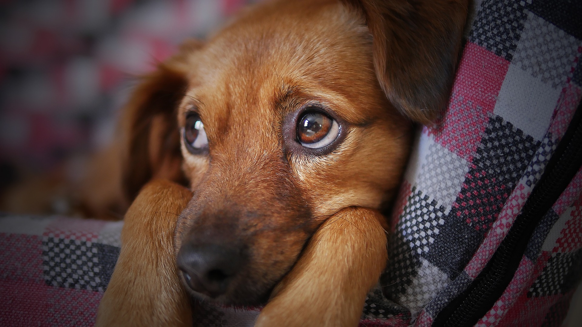 Science confirms that dogs cry for joy like humans