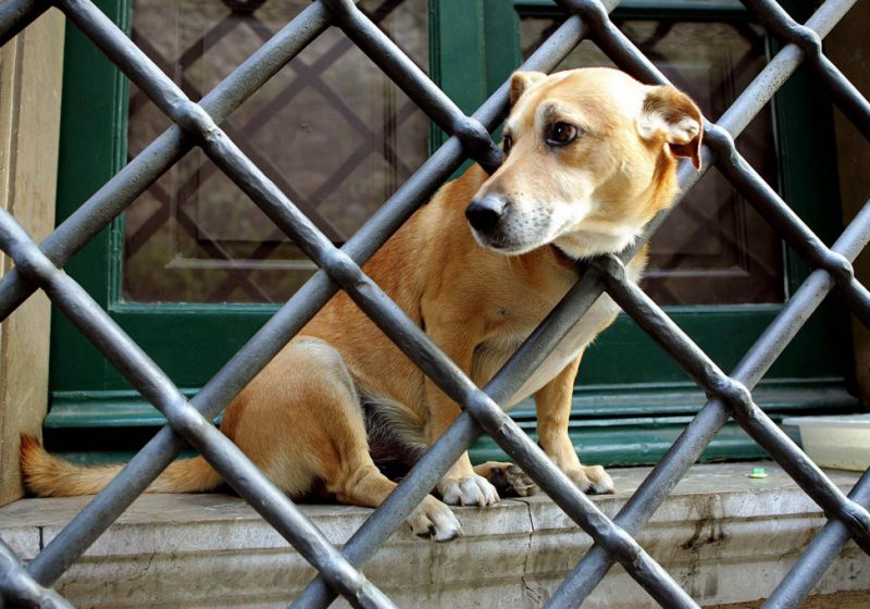 Cane abbaia di notte i vicini vanno risarciti, Cassazione "E' un danno