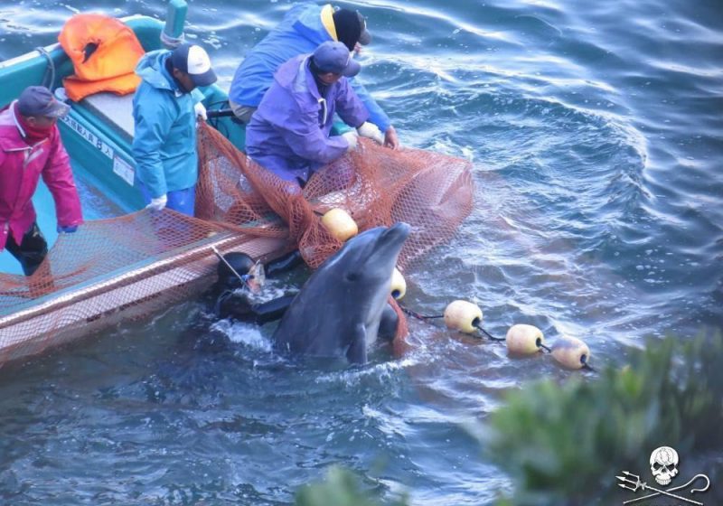 Caccia ai delfini in Giappone
