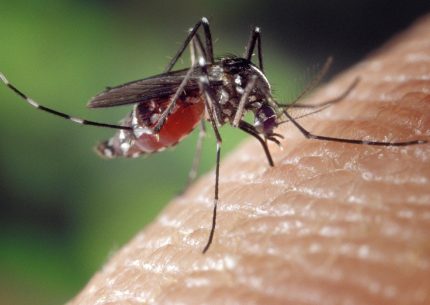 Zanzara virus West Nile