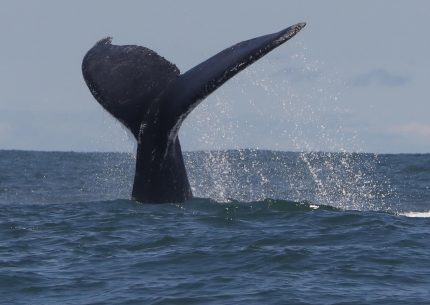 Nuova Zelanda barca contro balena