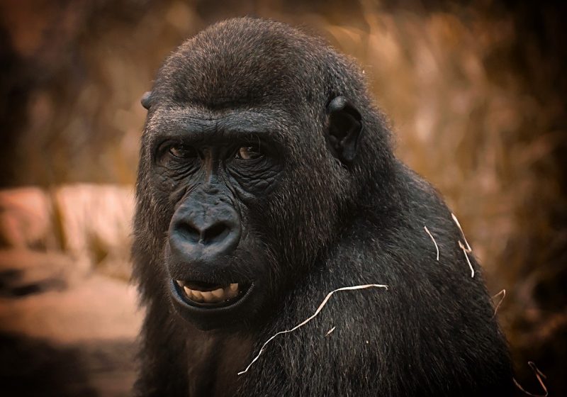 Giornata mondiale del gorilla