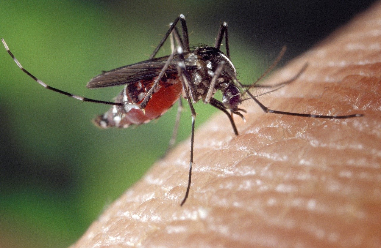 dengue in Perù