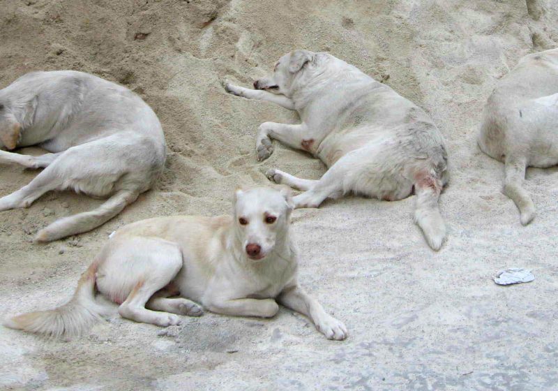 Strage di cani in Qatar