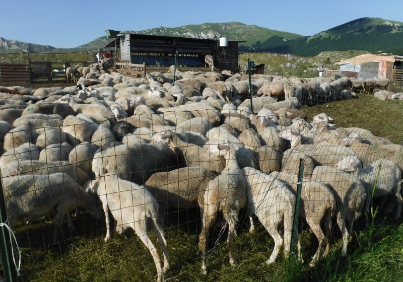 Mongolia pecore in cerchio