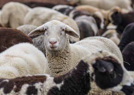 Allevamenti ovini in Sardegna