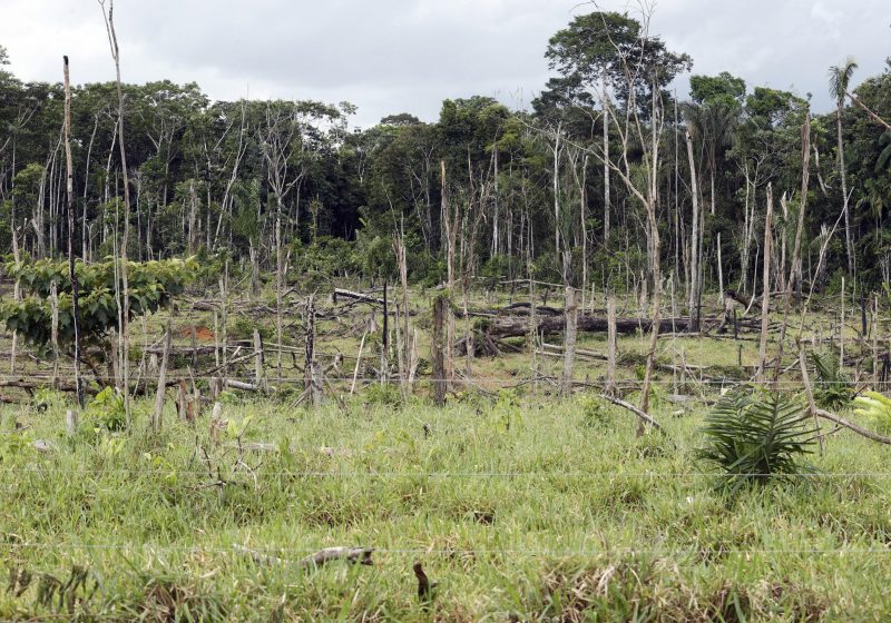 UE stop all'importazione di prodotti da deforestazione