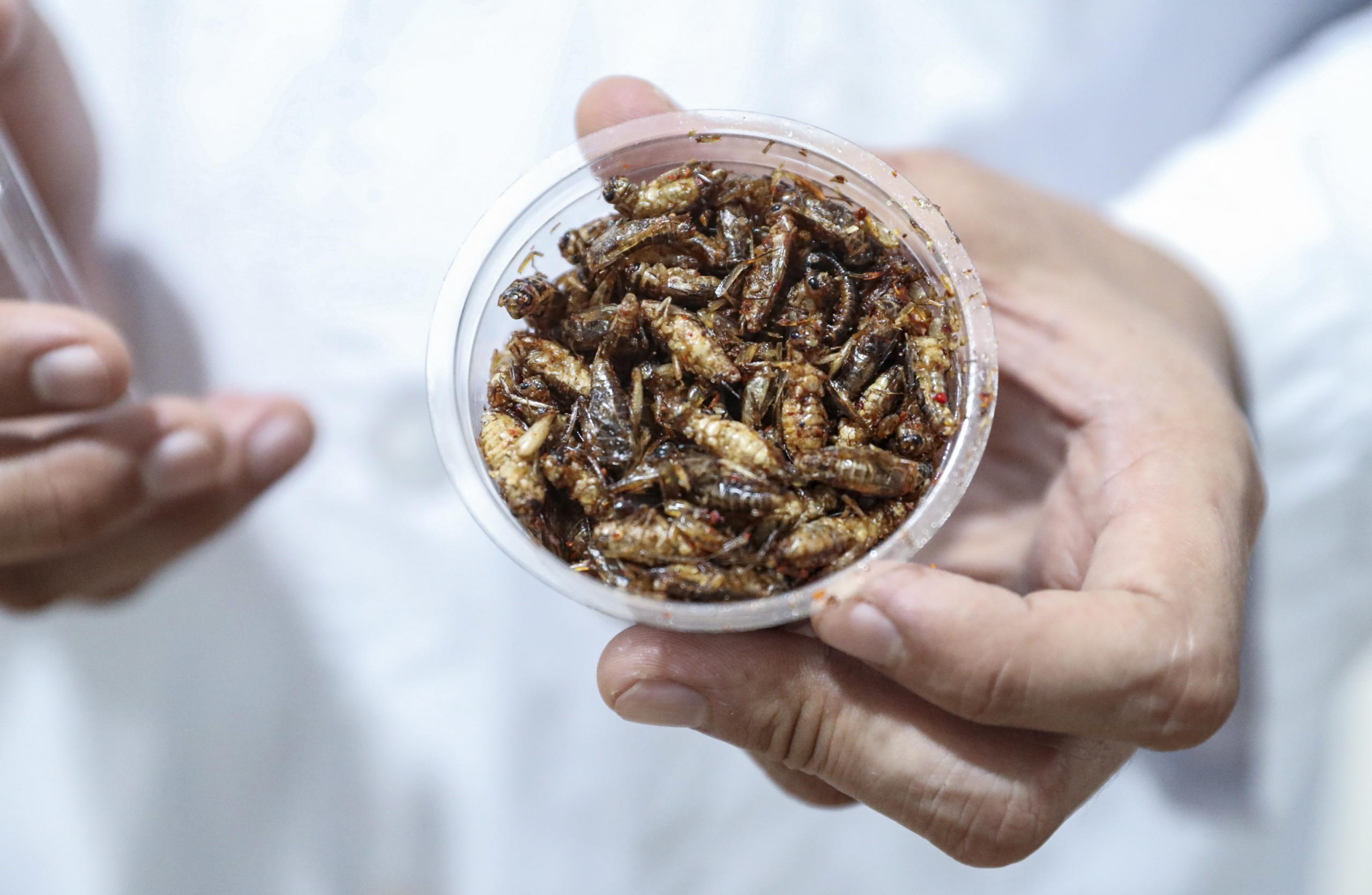 Cucina, farina di grilli e non solo quali altri insetti arriveranno