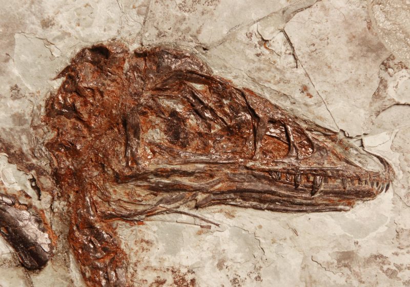 Cina scoperto fossile con corpo di uccello