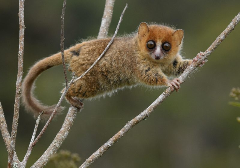 Madagascar minacciati 23 milioni di anni di evoluzione