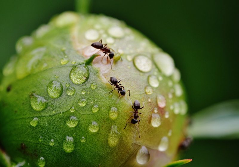 Olfatto delle formiche cancro