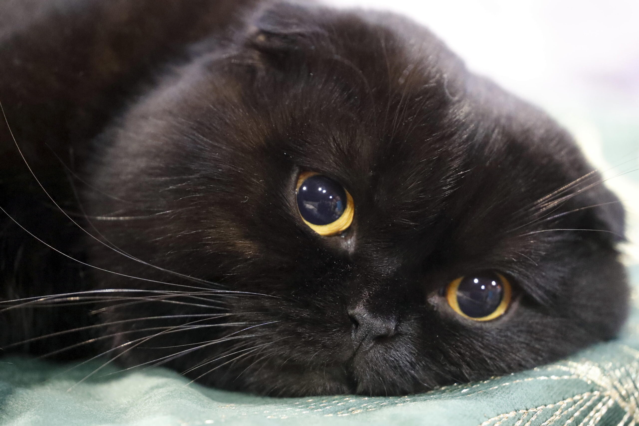 Cos'è il gatto di Schrödinger? L'esperimento mentale del paradosso