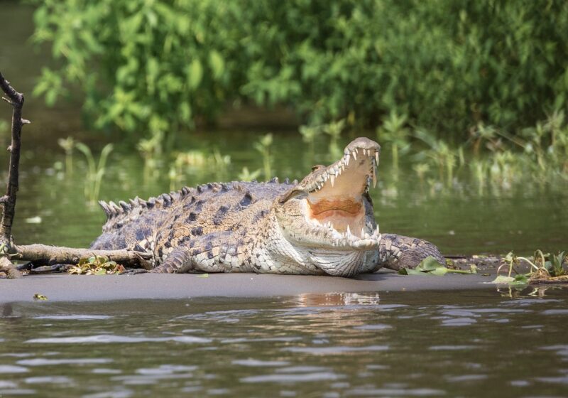 Florida donna uccisa da alligatore