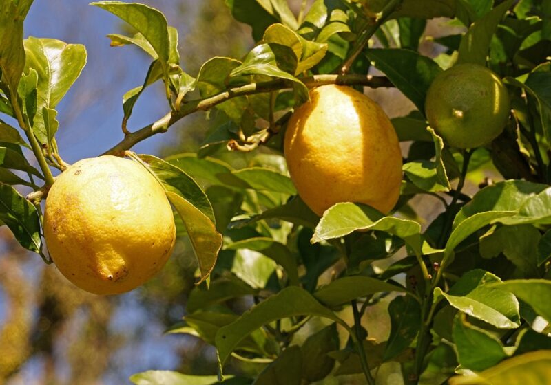 Come coltivare il limone in vaso