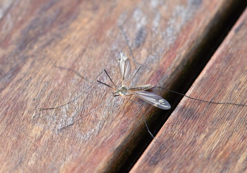 Diffusione delle zanzare portatrici della malaria