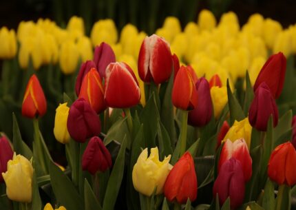 Bulbi tulipani quando piantarli
