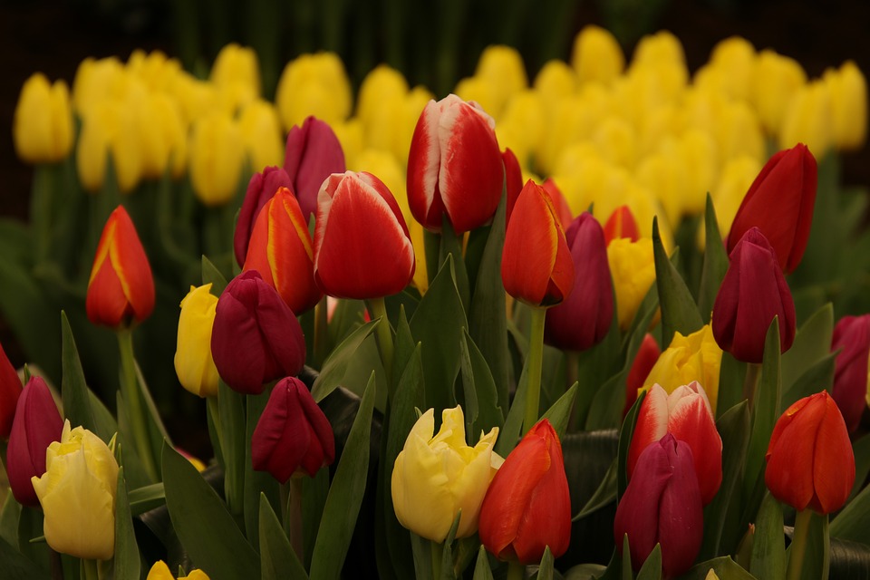 Bulbi tulipani quando piantarli nel terreno e in vaso?