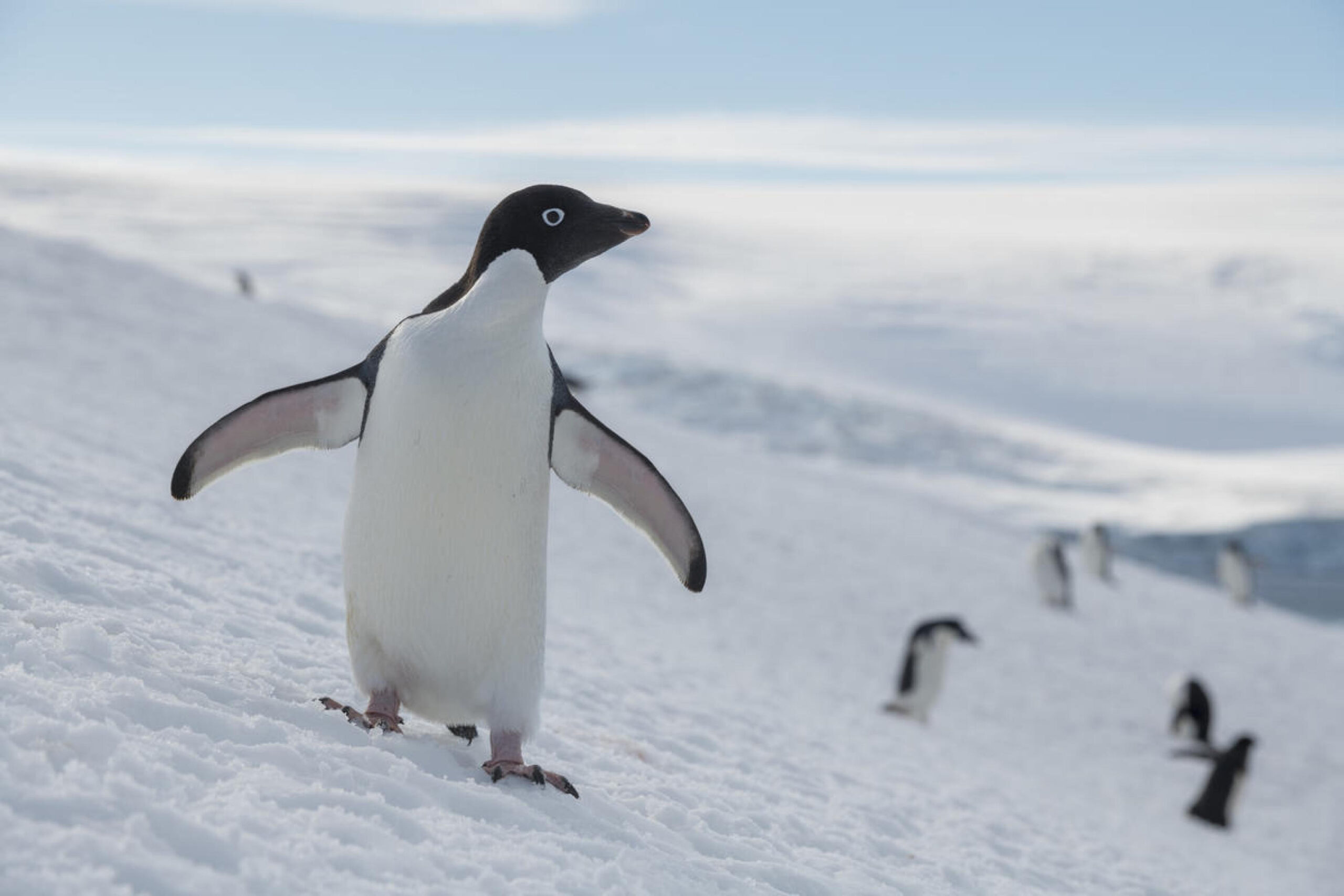 Singapore, pinguini sottoposti al primo intervento di cataratta al mondo