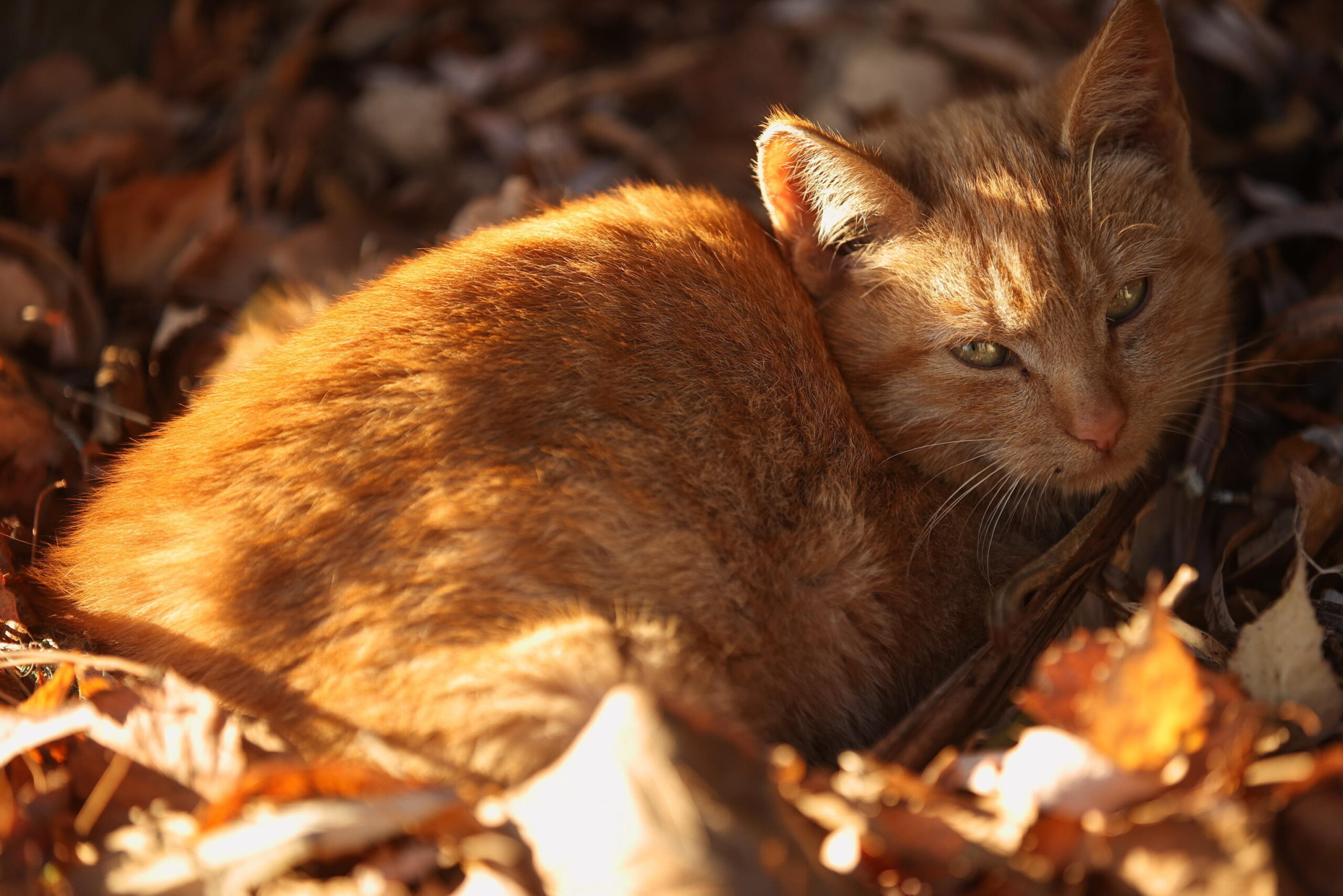 Gatto volpe della Corsica, gli scienziati: “Vive solo sull’isola”