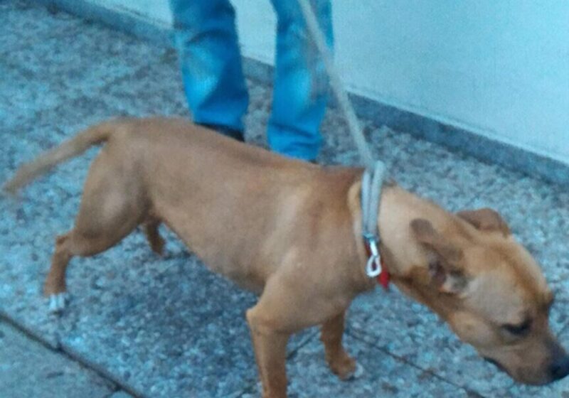 MAnchester pitbull uccide padrone