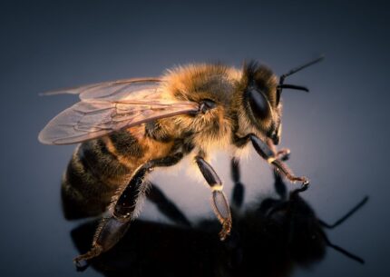Cosa fare in caso di puntura d'ape