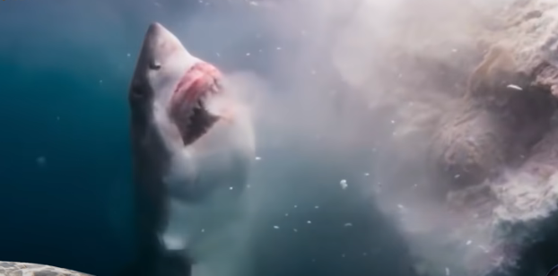 Orca attacca squalo bianco