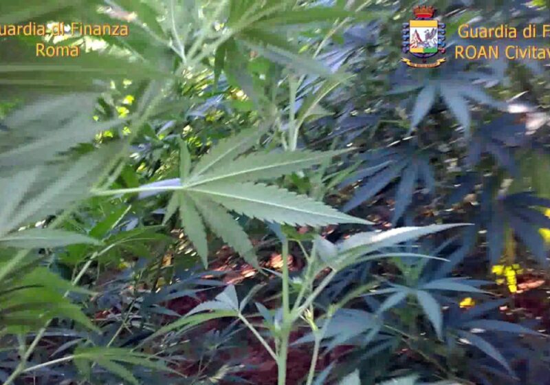 A Nettuno, in provincia di Roma, un uomo è stato fermato dalla Polizia dopo un breve inseguimento: in casa sua nascondeva 63 chili di marijuana. Il giovane arrestato faceva da corriere per trasportare la droga.