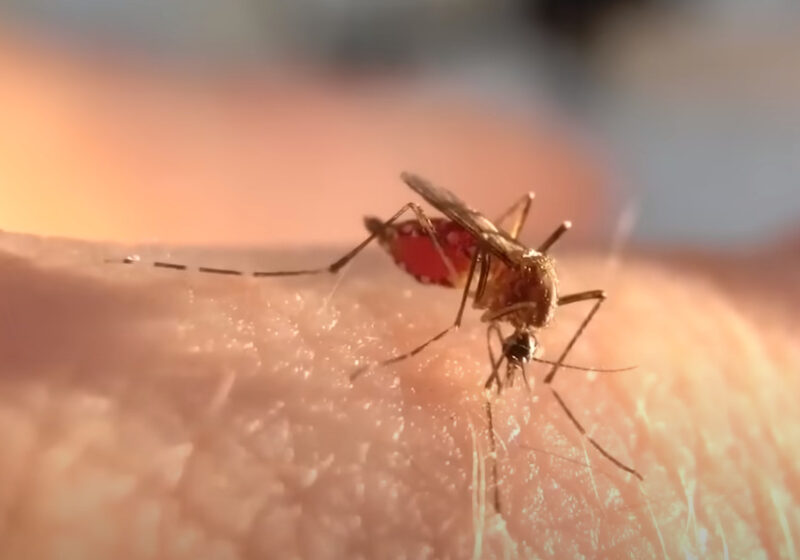 Perché esistono le zanzare?
