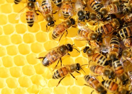 Api: ecco perché dovremmo proteggerle. Elogio dell'insetto produttore del miele: minacce e accortezze per salvaguardare la specie.