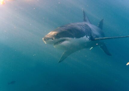 australia catamarano attaccato da squali