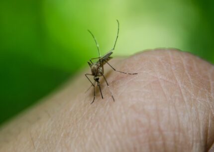 Cos’è la Dengue