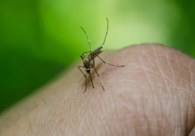 Cos’è la Dengue