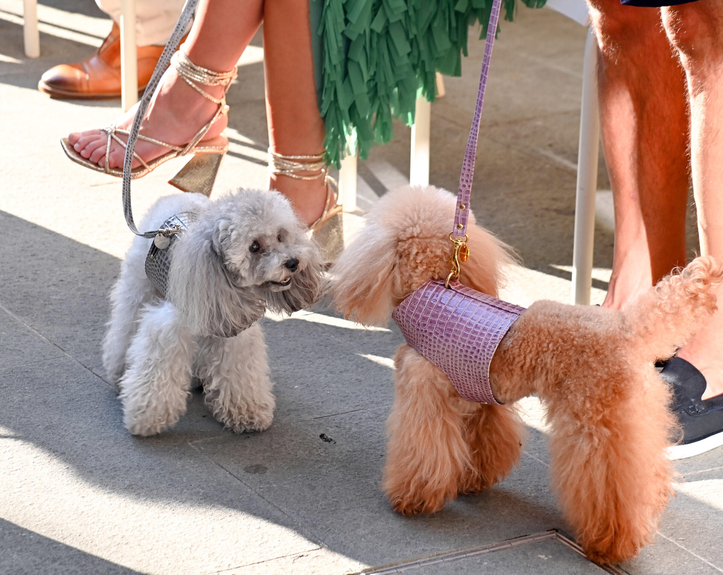 qual-il-cane-pi-costoso-del-mondo-ecco-la-classifica-delle-razz