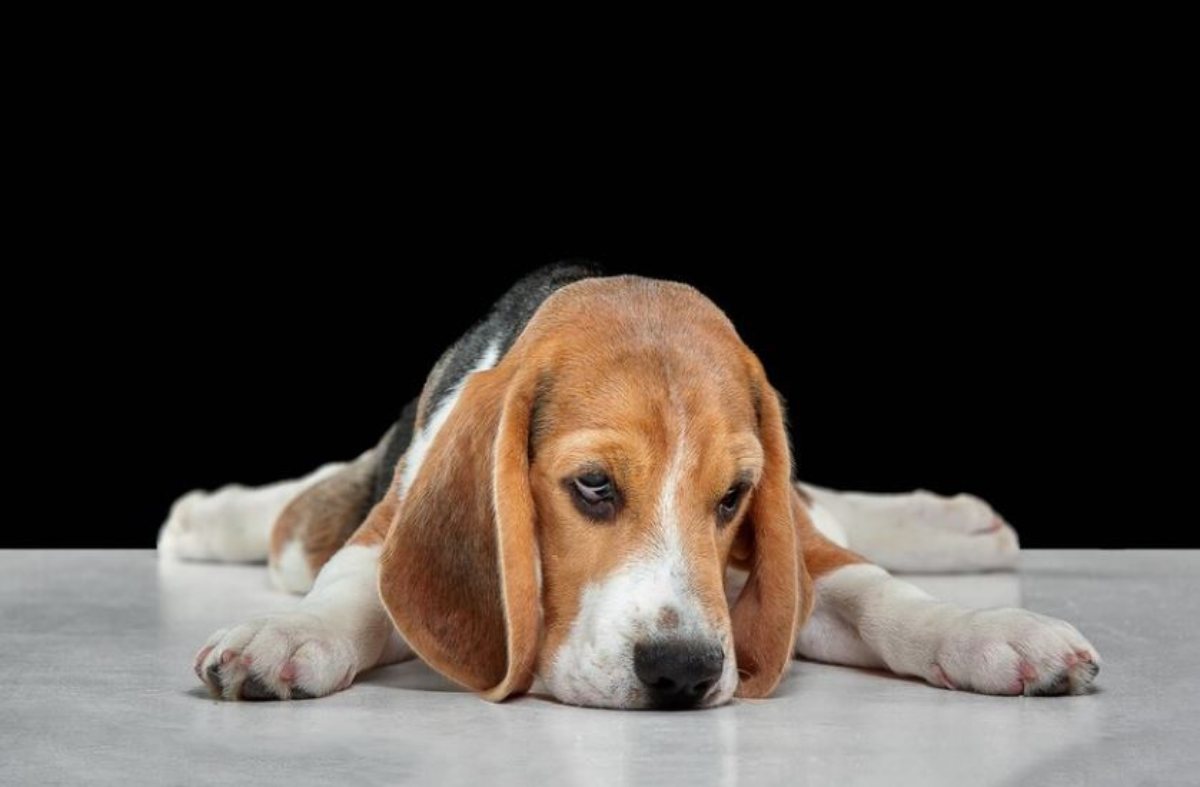 Cosa significa quando il cane vomita? Ecco quali sono le cause e come