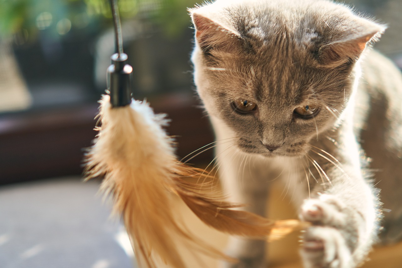 Giochi per Gatti per farli divertire al meglio! - Il Guru